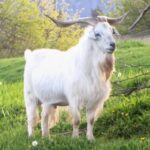 دنیا میں موجود 5 خوبصورت بکریوں کی نسلیں