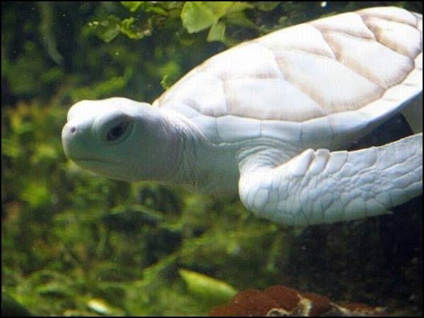 White Albino Turtle